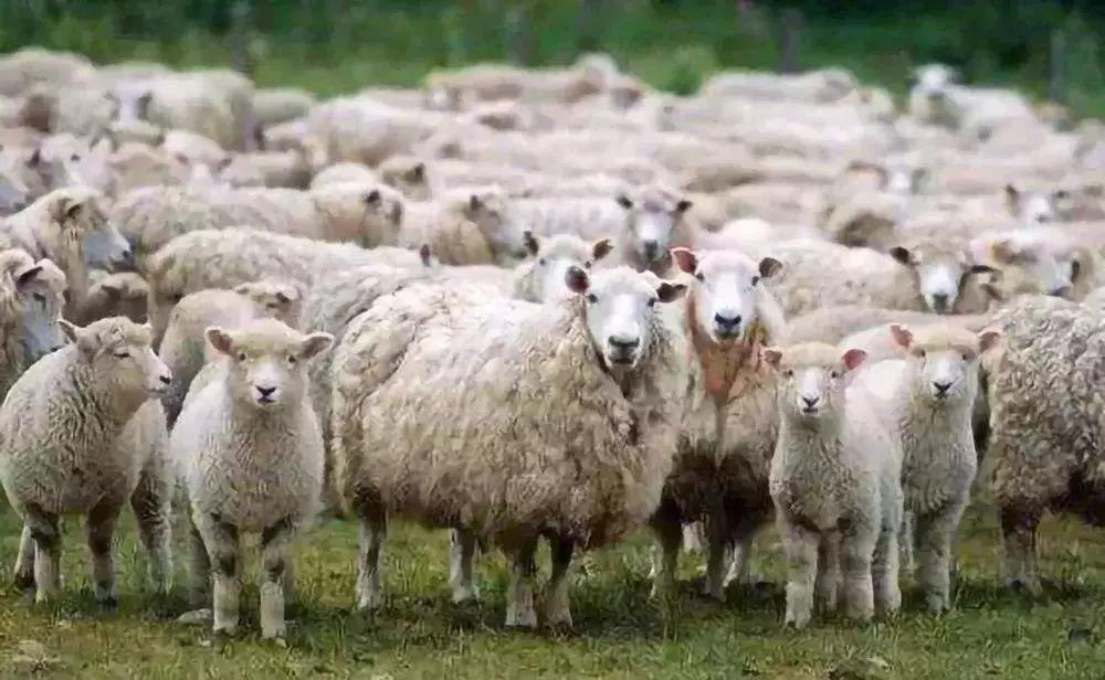 1547542253607263.jpg 1.jpg